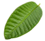 shape